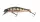 Daiwa - Tournament Wise Minnow 70FS PG Perch 7.5g