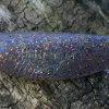 RBM - Tik-Tak Shad 6,5cm Naturalshad