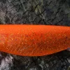 RBM - Tik-Tak Shad 9cm Orangyshad